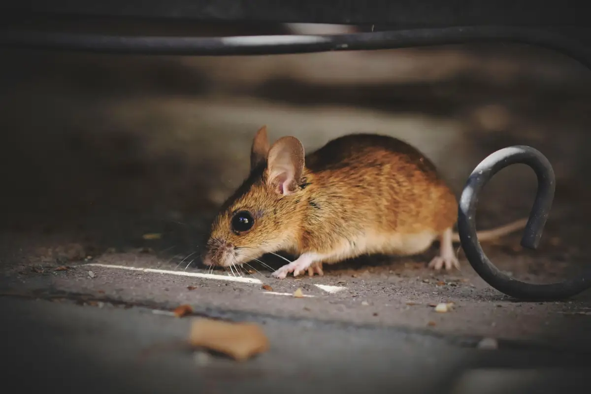 Souris Voiron